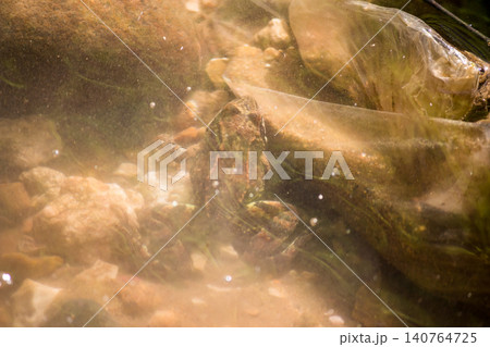 Small frog resting on the muddy bottom of a creek surrounded by discarded plastic waste, highlighting the critical issue of freshwater ecosystem pollution and human impact on wildlife habitat Small frog resting on the muddy bottom of a creek surrounded by discarded plastic waste, highlighting the critical issue of freshwater ecosystem pollution and human impact on wildlife habitat 140764725