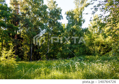 Sun-drenched wild meadow with lush green grass and blooming white wildflowers bordering a dense forest edge under the bright golden light of a warm summer afternoon Sun-drenched wild meadow with lush green grass and blooming white wildflowers bordering a dense forest edge under the bright golden light of a warm summer afternoon 140764726