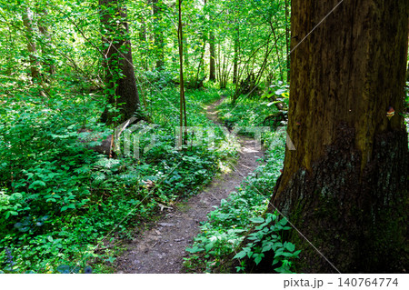 A winding narrow dirt trail snakes through a vibrant green summer forest, inviting hikers and cyclists to explore the tranquil, sun-dappled woodland path surrounded by lush wild vegetation A winding narrow dirt trail snakes through a vibrant green summer forest, inviting hikers and cyclists to explore the tranquil, sun-dappled woodland path surrounded by lush wild vegetation 140764774