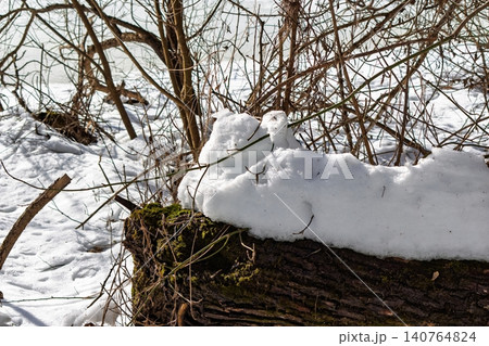Glistening melting snow brightens a mossy log by the river. Early spring's thaw, nature's fresh awakening under bright March sun 140764824