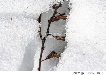 Dry twig with brown leaves breaks through textured melting snow, hinting at early spring's gentle awakening. Nature's quiet resilience 140764833
