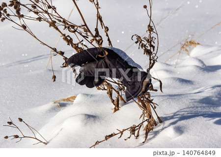 Solitary black winter glove, lost and forgotten, snagged on dry branches in crisp, sparkling snow, evoking cold season vibes Solitary black winter glove, lost and forgotten, snagged on dry branches in crisp, sparkling snow, evoking cold season vibes 140764849