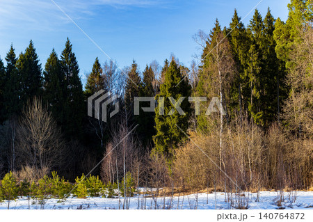 A sunlit winter forest edge, with snow on the ground and varied evergreen and bare trees reaching for the blue sky A sunlit winter forest edge, with snow on the ground and varied evergreen and bare trees reaching for the blue sky 140764872