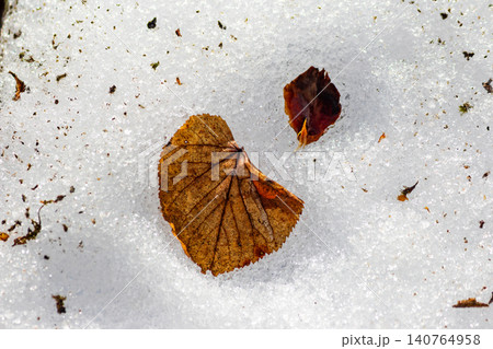 Sparkling melting spring snow texture on a forest floor, adorned with last year's resilient autumn leaves. A crisp seasonal transition 140764958