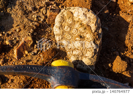 Sunlit, weathered colonial coral fossil with intricate patterns on sandy ground, a rockhound's pickaxe resting nearby. Ancient discovery 140764977