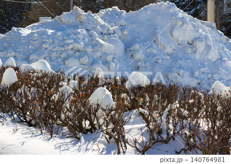 Massive snowdrifts piled high on a city street, with frosted winter bushes in the foreground. Urban snow cleanup in sunny day, Russia Massive snowdrifts piled high on a city street, with frosted winter bushes in the foreground. Urban snow cleanup in sunny day, Russia 140764981