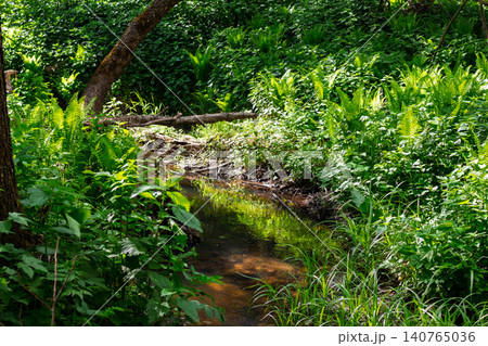Tranquil forest creek winding through lush green ferns and vibrant wild foliage on a sunny summer day with dappled light filtering through the dense woodland canopy in peaceful nature Tranquil forest creek winding through lush green ferns and vibrant wild foliage on a sunny summer day with dappled light filtering through the dense woodland canopy in peaceful nature 140765036