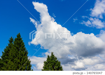 Fluffy white clouds take the shape of a majestic dragon soaring above lush green spruce treetops against a vibrant deep blue summer sky, capturing a whimsical natural moment 140765047