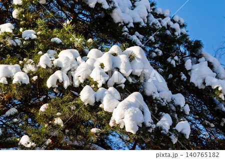 Bright white snow caps heavy evergreen branches against a brilliant blue sky suggesting a crisp winter day in the northern woods Bright white snow caps heavy evergreen branches against a brilliant blue sky suggesting a crisp winter day in the northern woods 140765182