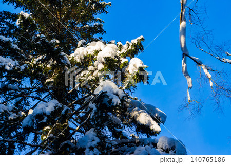Majestic spruce branches blanketed in fresh snow glow under the crisp evening sun, set against a vibrant blue winter sky. A tranquil nature scene 140765186