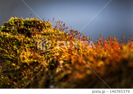 Vibrant moss carpet with delicate spore capsules glowing in warm sunlight, hinting at spring's awakening on a textured surface against a blurred sky Vibrant moss carpet with delicate spore capsules glowing in warm sunlight, hinting at spring's awakening on a textured surface against a blurred sky 140765379