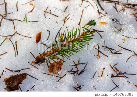Close-up of a vibrant green spruce sprig lying on melting white snow scattered with brown pine needles and debris in an early spring forest setting Close-up of a vibrant green spruce sprig lying on melting white snow scattered with brown pine needles and debris in an early spring forest setting 140765393