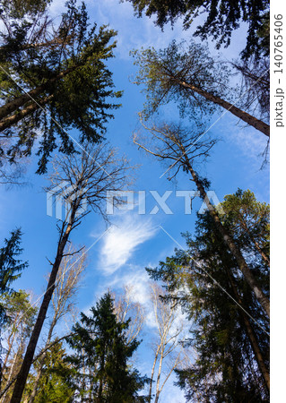 Skyward view amidst a mixed forest. Tall pines and deciduous trees frame the bright blue expanse with gentle wispy clouds. Nature's upward majesty Skyward view amidst a mixed forest. Tall pines and deciduous trees frame the bright blue expanse with gentle wispy clouds. Nature's upward majesty 140765406