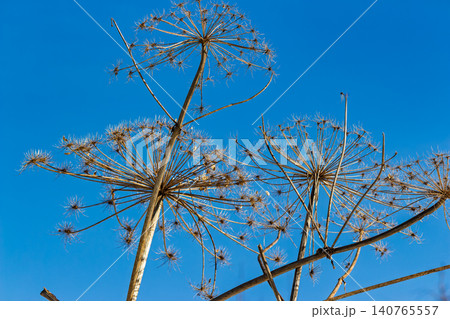 Dried stems and giant seed heads of invasive Sosnowsky's hogweed against a vibrant clear blue sky, capturing the raw textures of dormant winter flora in nature Dried stems and giant seed heads of invasive Sosnowsky's hogweed against a vibrant clear blue sky, capturing the raw textures of dormant winter flora in nature 140765557