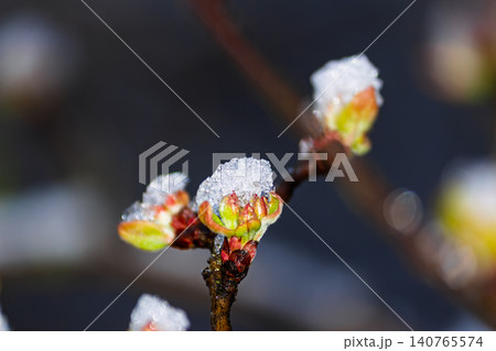 Fresh green spring buds covered with unexpected late April snow, captured in a detailed macro shot highlighting the fragile awakening of nature amidst a cold snap Fresh green spring buds covered with unexpected late April snow, captured in a detailed macro shot highlighting the fragile awakening of nature amidst a cold snap 140765574