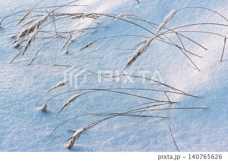 Delicate dry grass blades peek through fresh snow, catching soft evening light. A serene winter close-up showcasing nature's subtle beauty and frosty textures 140765626
