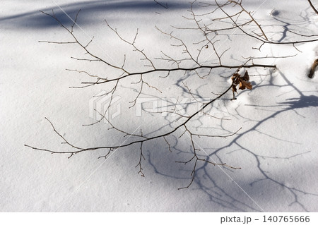 Delicate bare branches cast stark shadows across pristine white snow under bright winter sun Delicate bare branches cast stark shadows across pristine white snow under bright winter sun 140765666