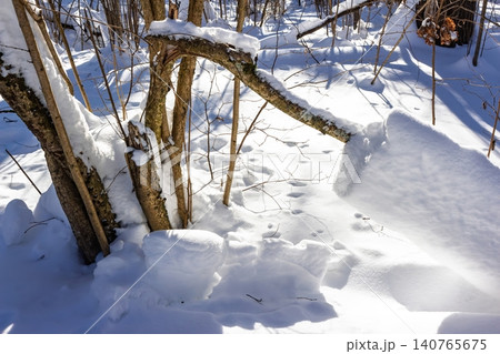 Bright winter woods scene with snow-laden branches and deep powder on a sunny day Bright winter woods scene with snow-laden branches and deep powder on a sunny day 140765675