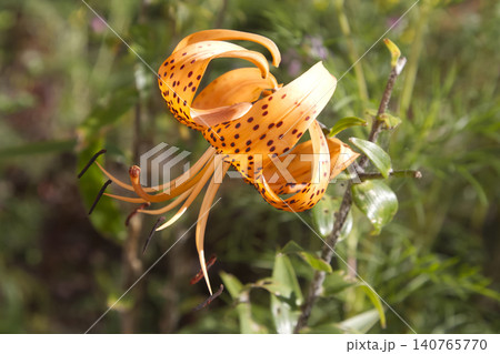 Close Up of a Vibrant Orange Tiger Lily 140765770