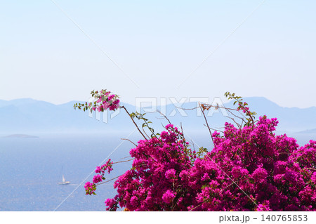 Beautiful flowers blooming in the garden, Bodrum Turkey 140765853