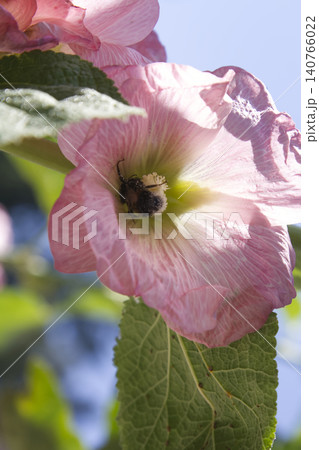 Close Up of a Bumblebee Inside a Pink Hollyhock Flower Close Up of a Bumblebee Inside a Pink Hollyhock Flower 140766022