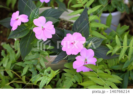 可愛い インパチェンスの花 アフリカホウセンカ 可愛い インパチェンスの花 アフリカホウセンカ 140766214