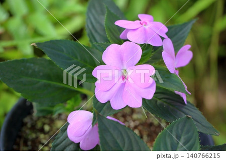 可愛い インパチェンスの花 アフリカホウセンカ 可愛い インパチェンスの花 アフリカホウセンカ 140766215