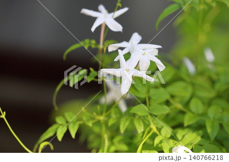 清楚 ハゴロモジャスミンの花 清楚 ハゴロモジャスミンの花 140766218