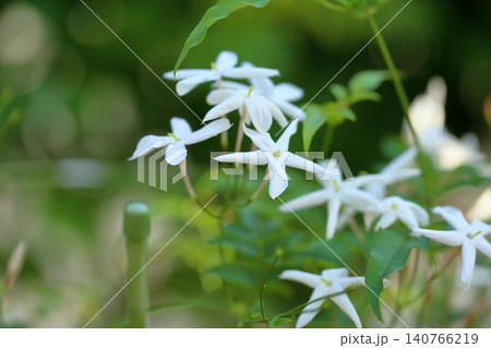 清楚 ハゴロモジャスミンの花 清楚 ハゴロモジャスミンの花 140766219