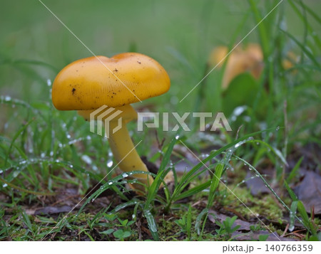 キタマゴタケの成菌 キタマゴタケの成菌 140766359