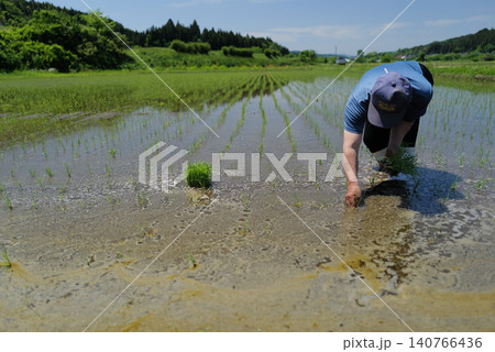 手植えをしている日本の水田 手植えをしている日本の水田 140766436
