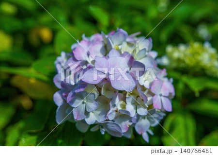 初夏の光に輝く美しい紫陽花(アジサイ)のクローズアップ 初夏の光に輝く美しい紫陽花(アジサイ)のクローズアップ 140766481