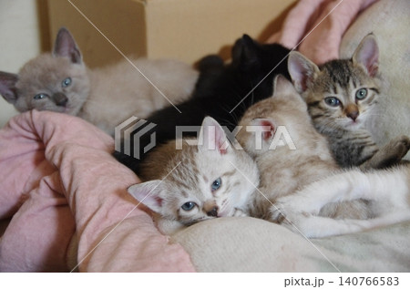 目を覚ます子猫 目を覚ます子猫 140766583