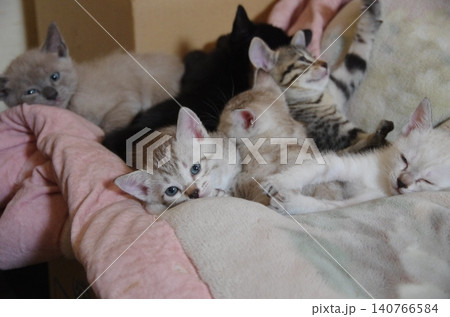 おひるねから目を覚ます子猫たち おひるねから目を覚ます子猫たち 140766584