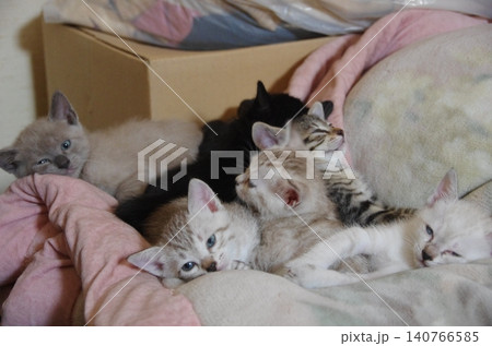 目を覚ます子猫 目を覚ます子猫 140766585
