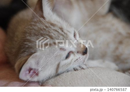 おひるね白トラ子猫 140766587