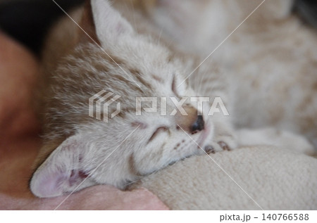 おひるね白トラ子猫 おひるね白トラ子猫 140766588