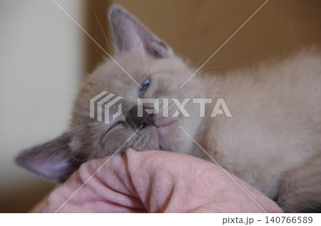 おひるねベージュ子猫 140766589