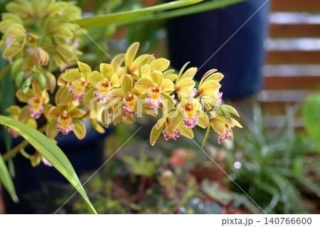 華やか 蘭の花 シンビジュウム 華やか 蘭の花 シンビジュウム 140766600