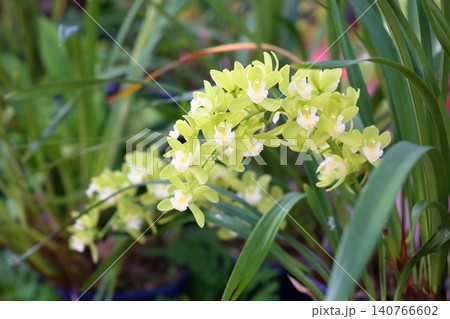 爽やか 蘭の花 シンビジュウム 爽やか 蘭の花 シンビジュウム 140766602