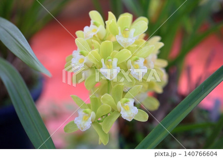 爽やか 蘭の花 シンビジュウム 爽やか 蘭の花 シンビジュウム 140766604