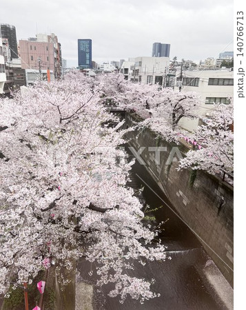目黒川を彩る満開の桜並木と都会の春風景 140766713