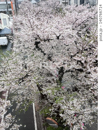 目黒川を彩る満開の桜並木と都会の春風景 目黒川を彩る満開の桜並木と都会の春風景 140766714