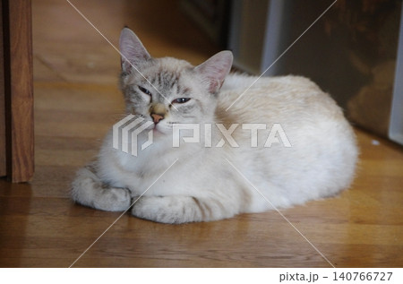 眠そうな母猫 眠そうな母猫 140766727