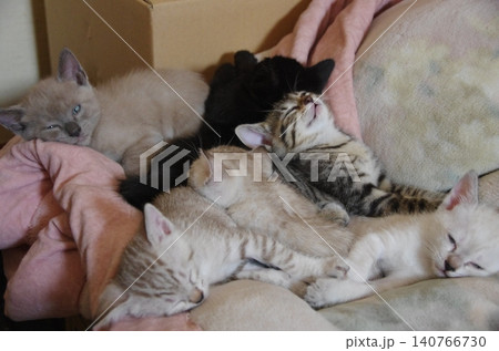 おひるね子猫 おひるね子猫 140766730