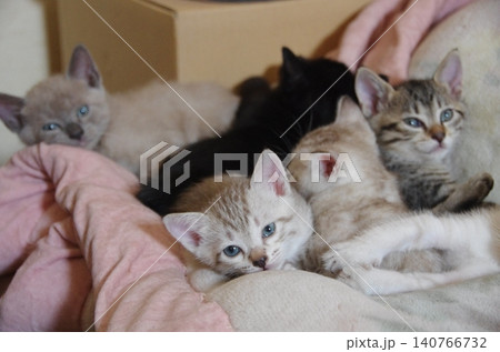 目を覚ます子猫 140766732