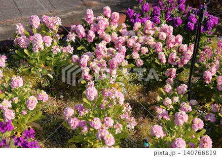 爽やか　ストックの花 140766819