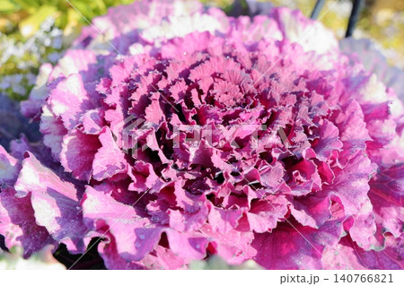 鮮やか ハボタンの花 鮮やか ハボタンの花 140766821