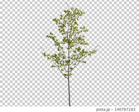 Lush green deciduous tree with vibrant leaves Lush green deciduous tree with vibrant leaves 140767283