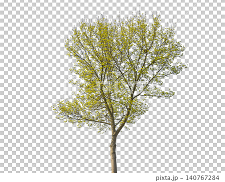 Young tree with delicate green leaves emerging in spring Young tree with delicate green leaves emerging in spring 140767284